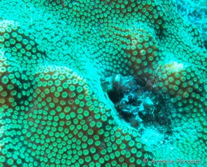 Malendure - îlet Pigeon